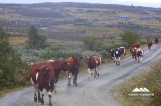 Bilder Holsåsen Stølsgrend 