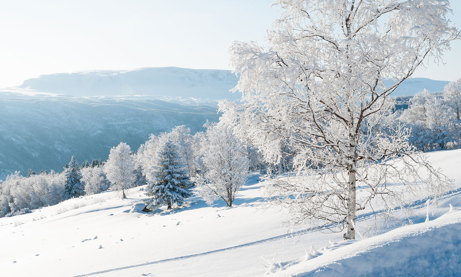 Bakgrunnsbilde Holsåsen Stølsgrend